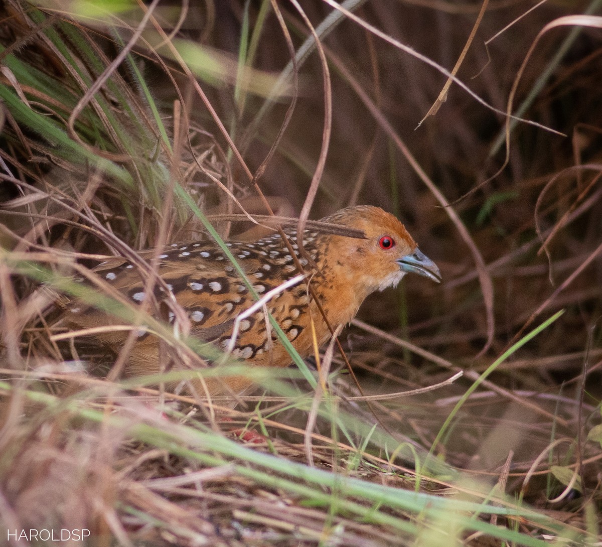 Ocellated Crake - ML392574551