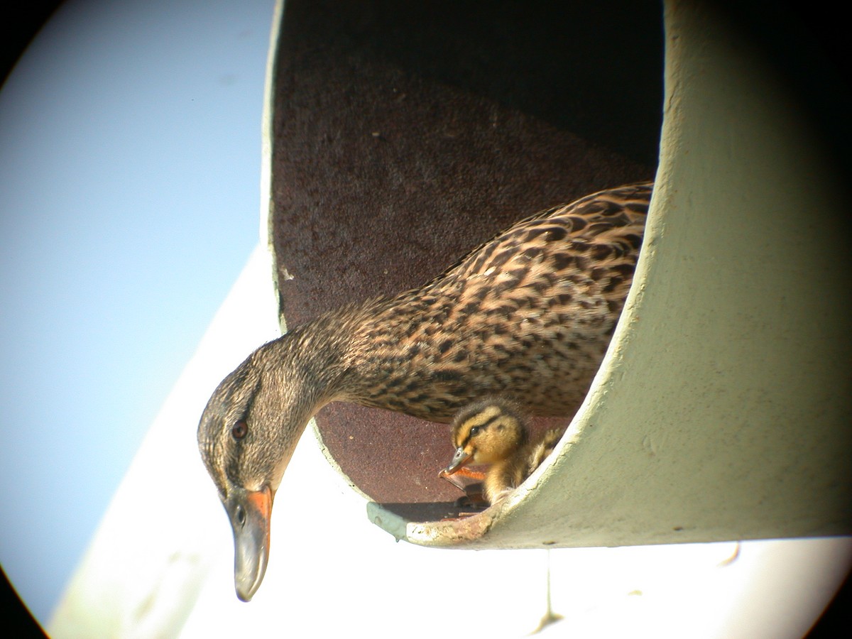 Canard colvert - ML392574581