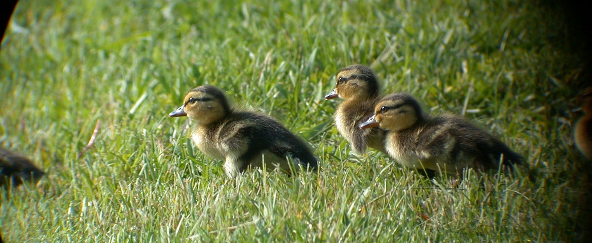 Canard colvert - ML392575701