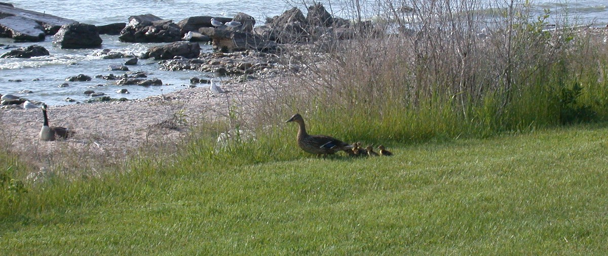 Canard colvert - ML392576201