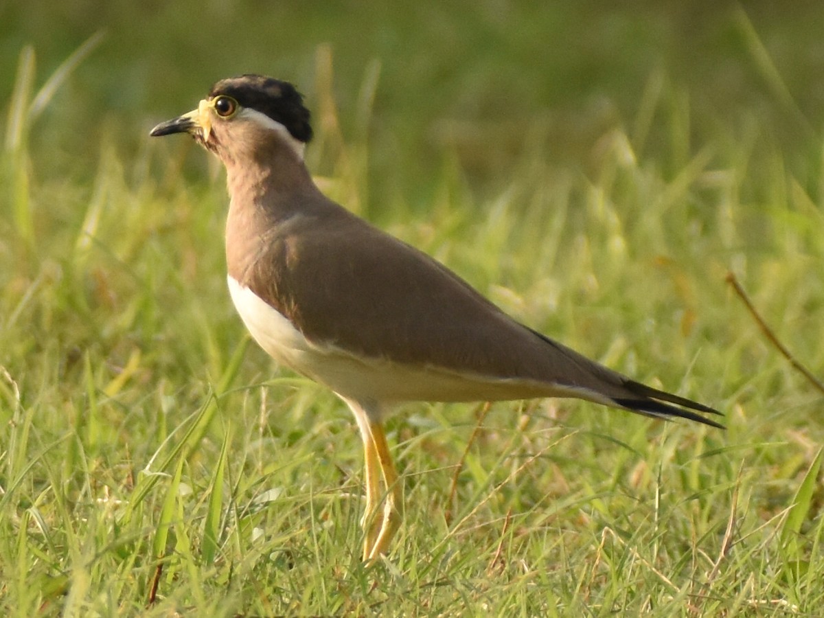 Yellow-wattled Lapwing - ML392579141