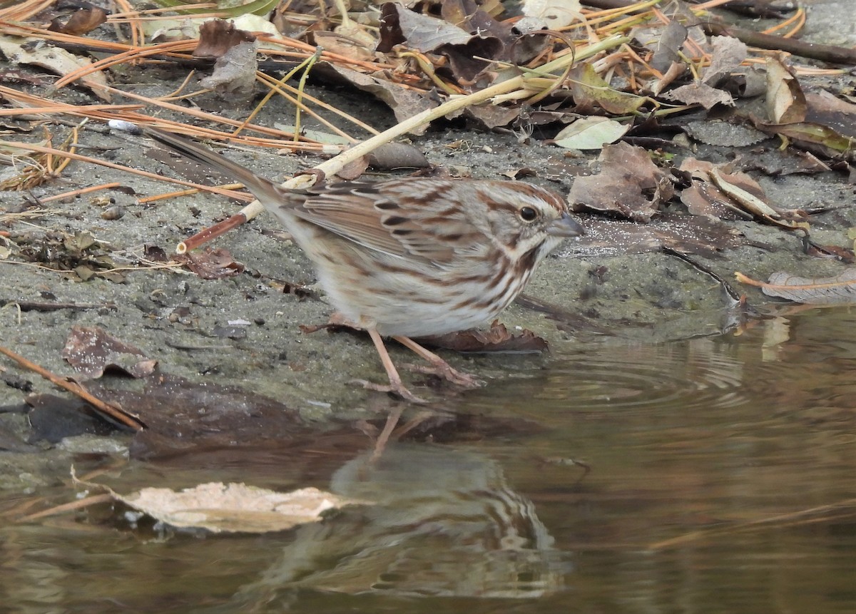 Song Sparrow - ML392580261