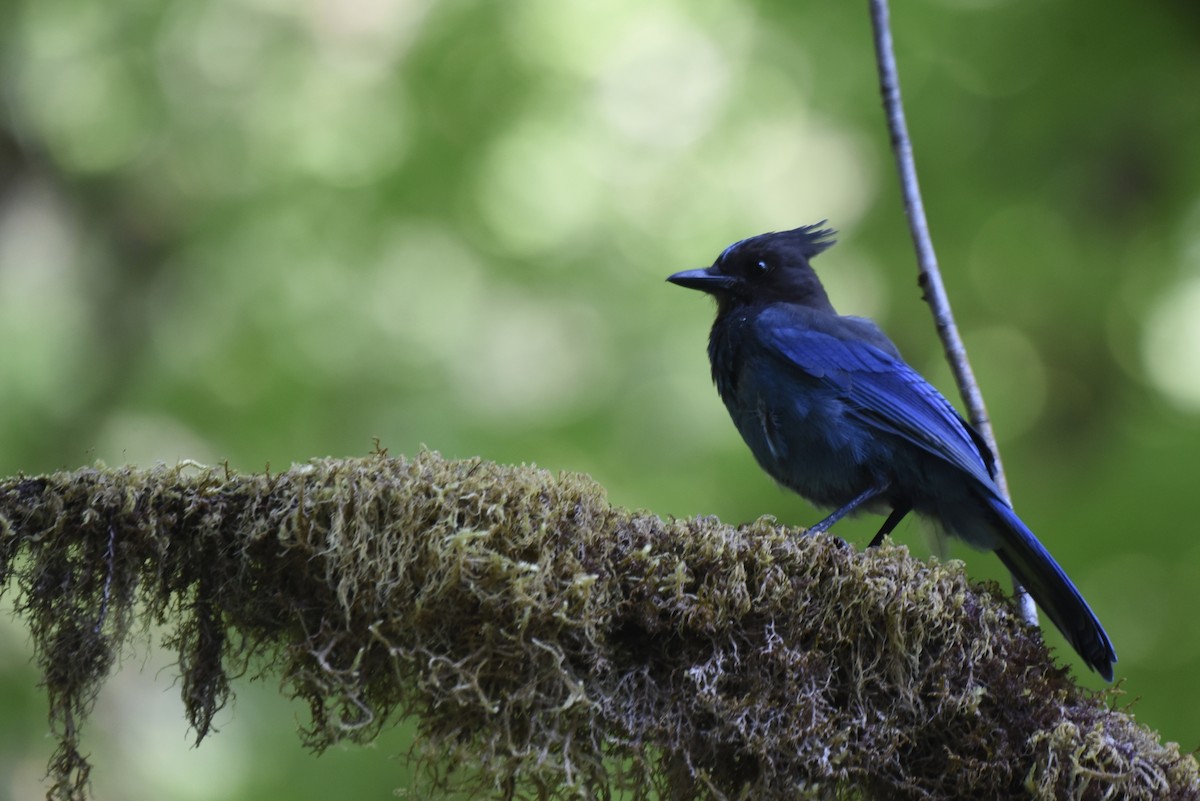 Steller's Jay (Coastal) - ML392580501