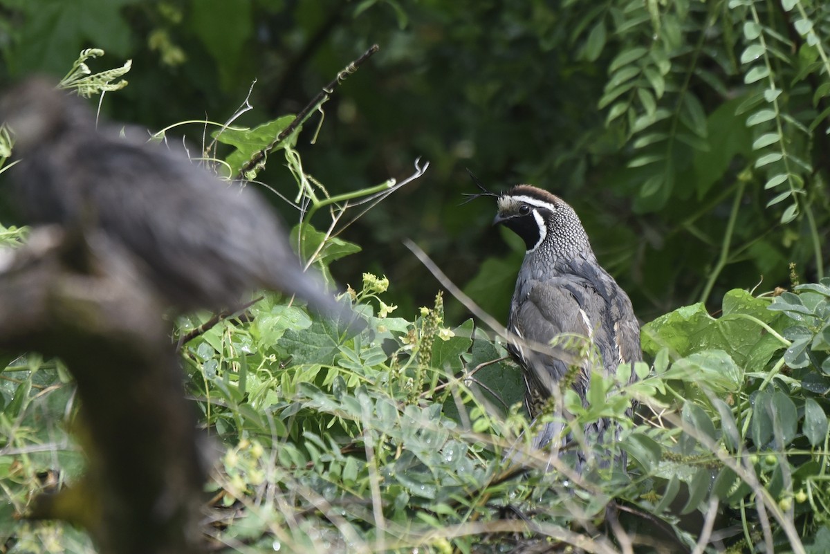 California Quail - ML392581671