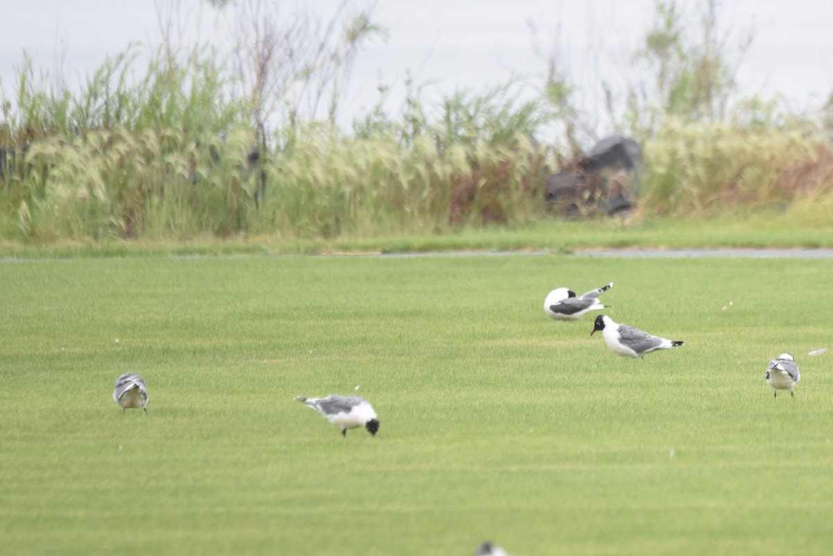 Franklin's Gull - ML392584371