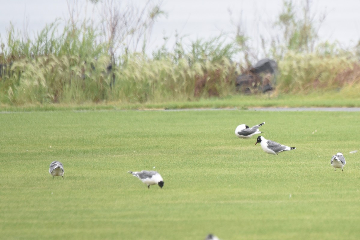 Franklin's Gull - Aidan Place