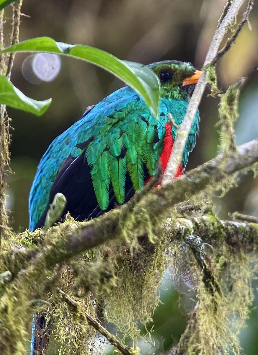 Quetzal doré - ML392584541