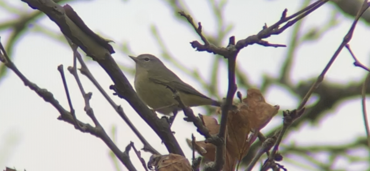 Orange-crowned Warbler - ML392584671
