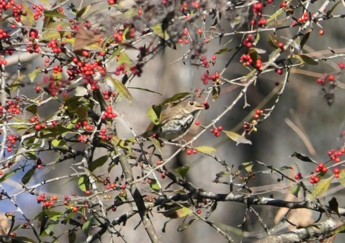 Hermit Thrush - ML392587641