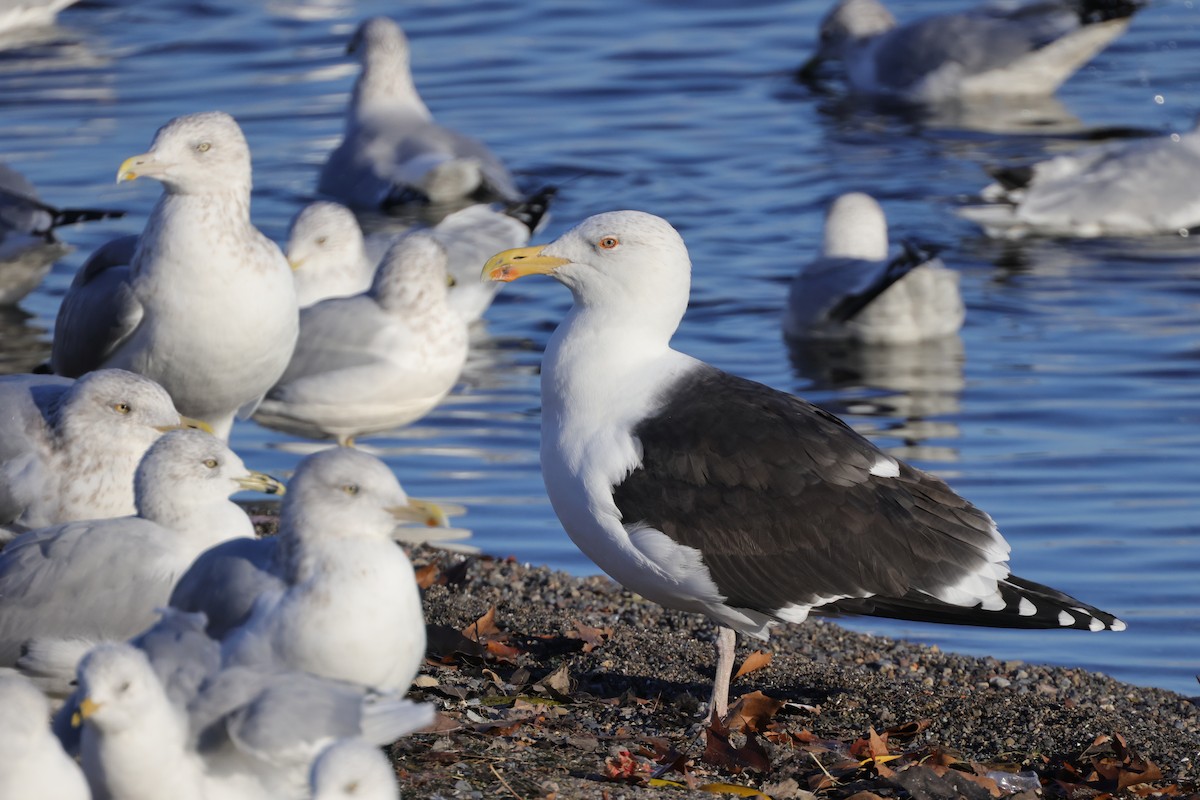 Great Black-backed Gull - ML392589111