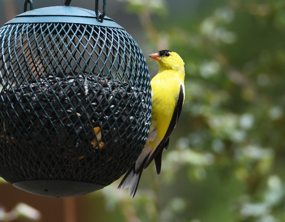 American Goldfinch - ML392589641