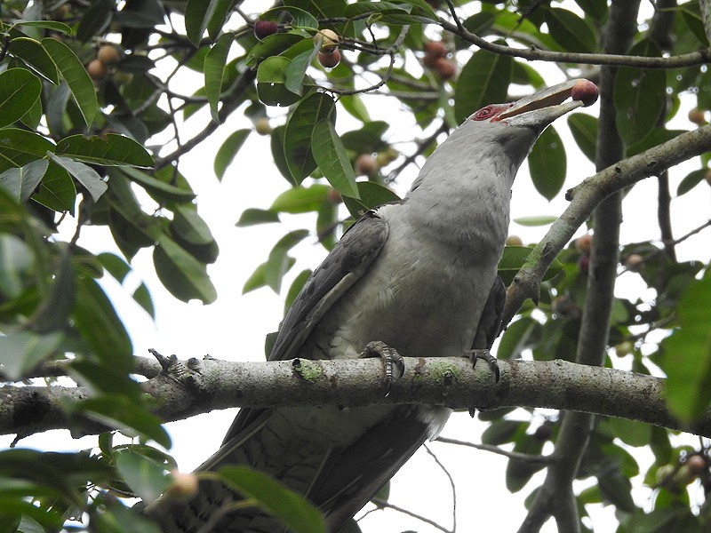 Channel-billed Cuckoo - ML392592151