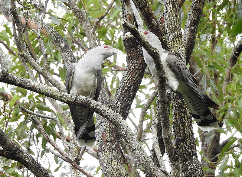 Channel-billed Cuckoo - ML392592551