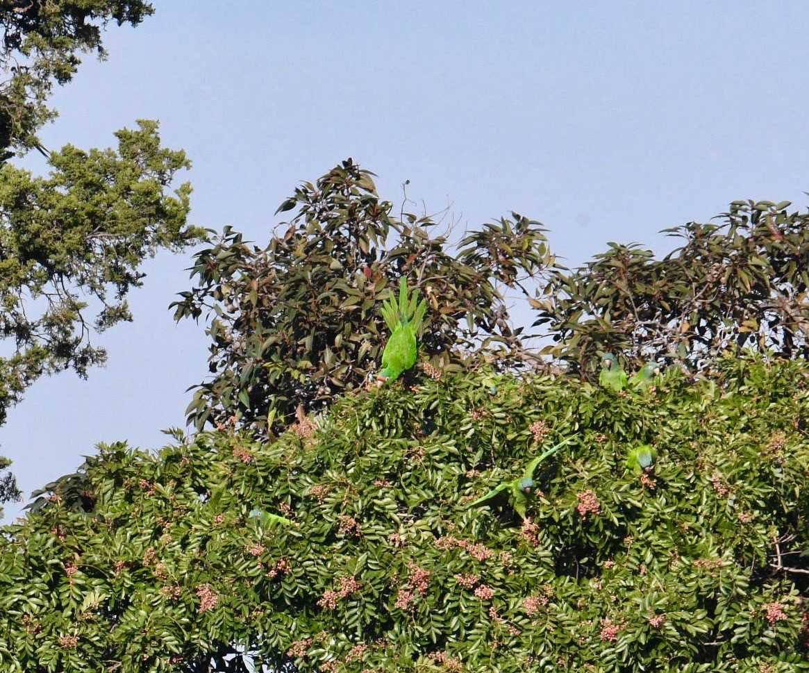 large parakeet sp. (former Aratinga sp.) - ML392593281