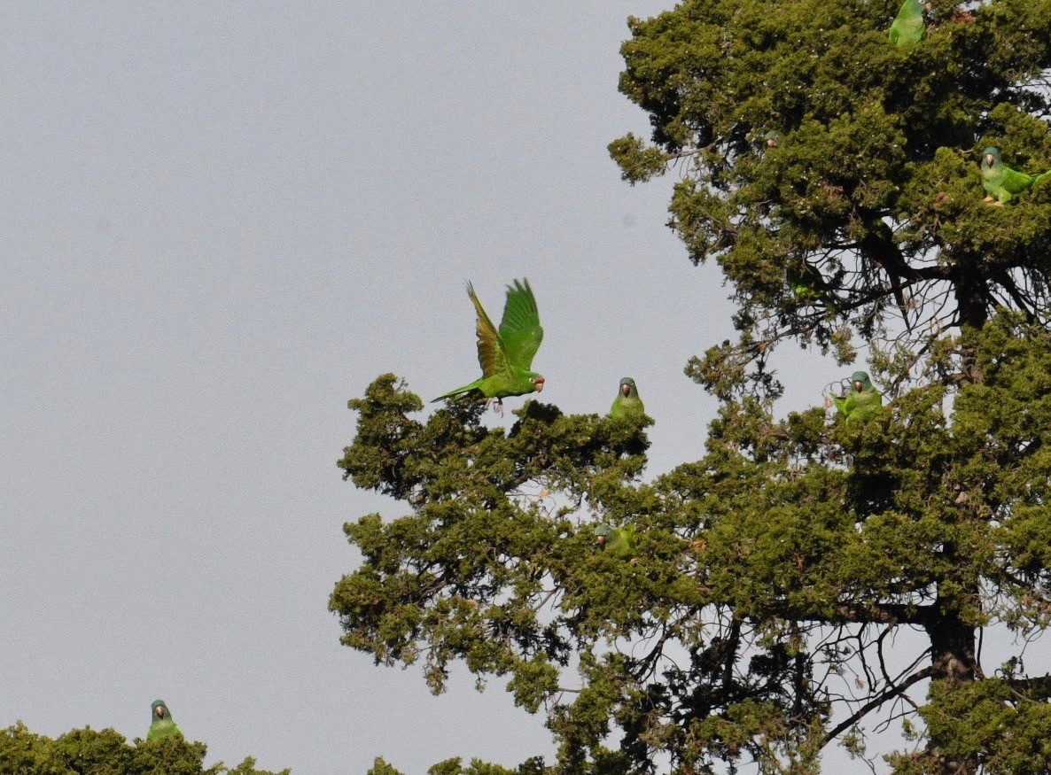 Eupsittula, Aratinga, Thectocercus ou Psittacara sp. - ML392593321