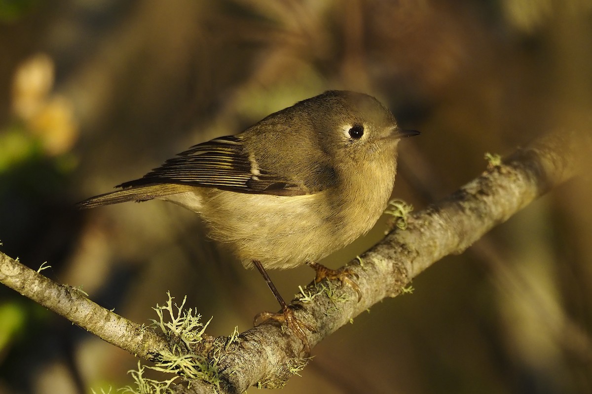 Ruby-crowned Kinglet - ML392593851