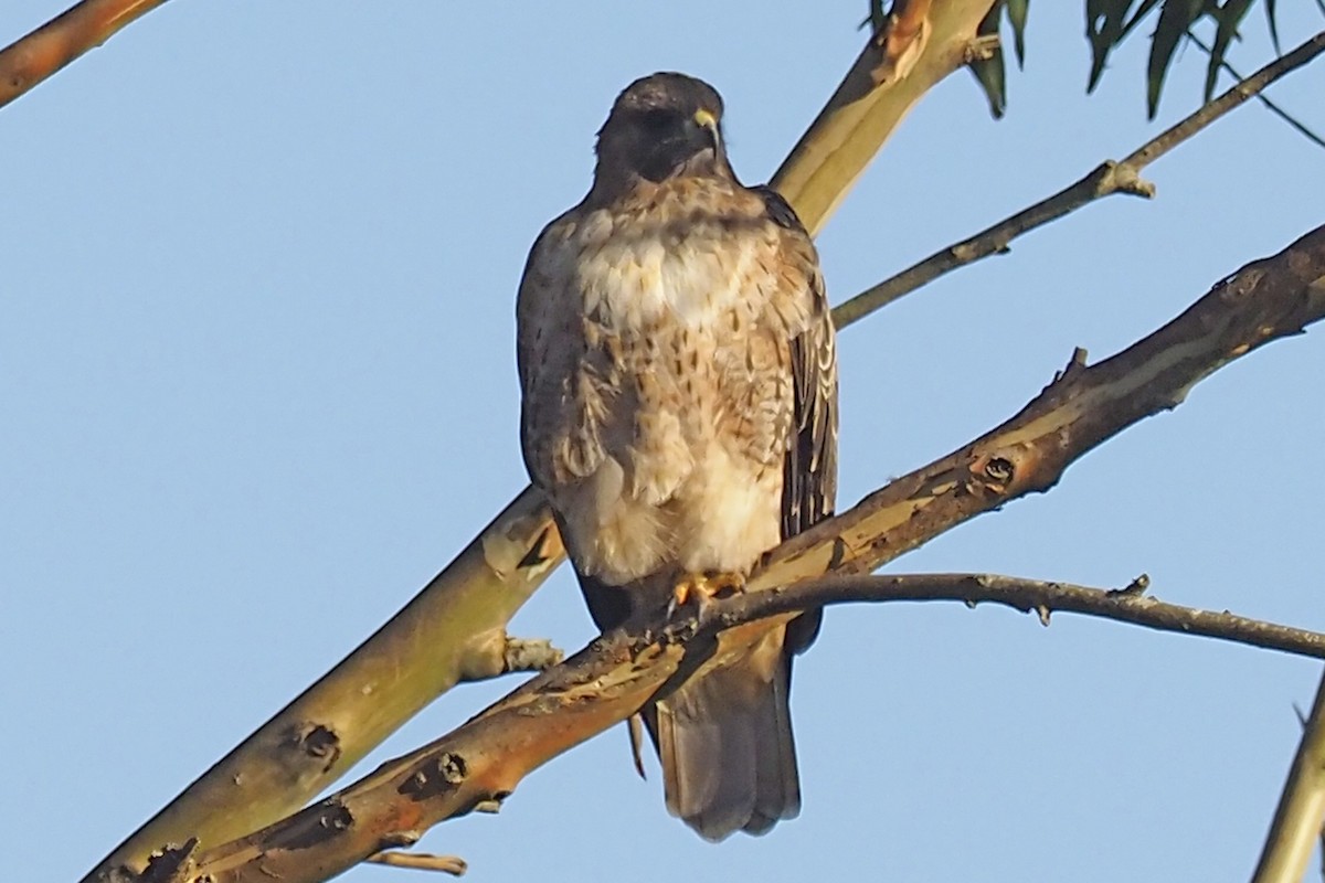 Red-tailed Hawk - ML392593901