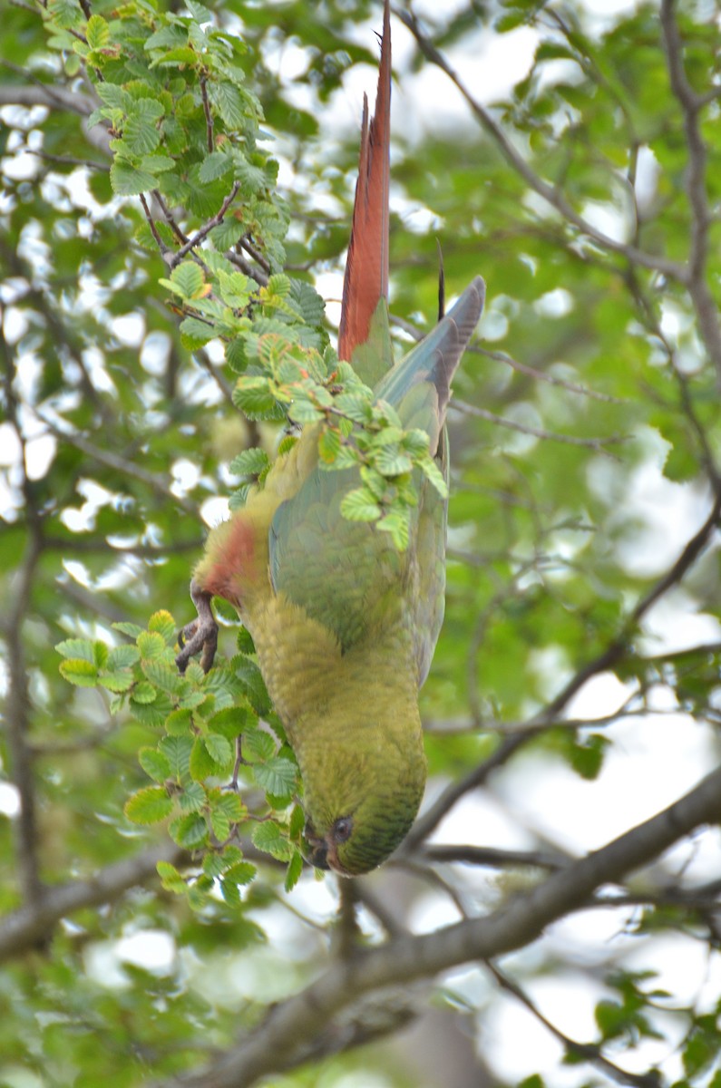 Austral Parakeet - ML392594111