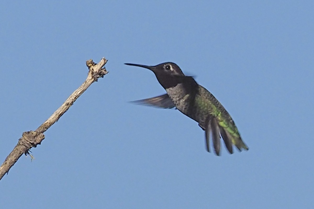 Anna's Hummingbird - ML392594281