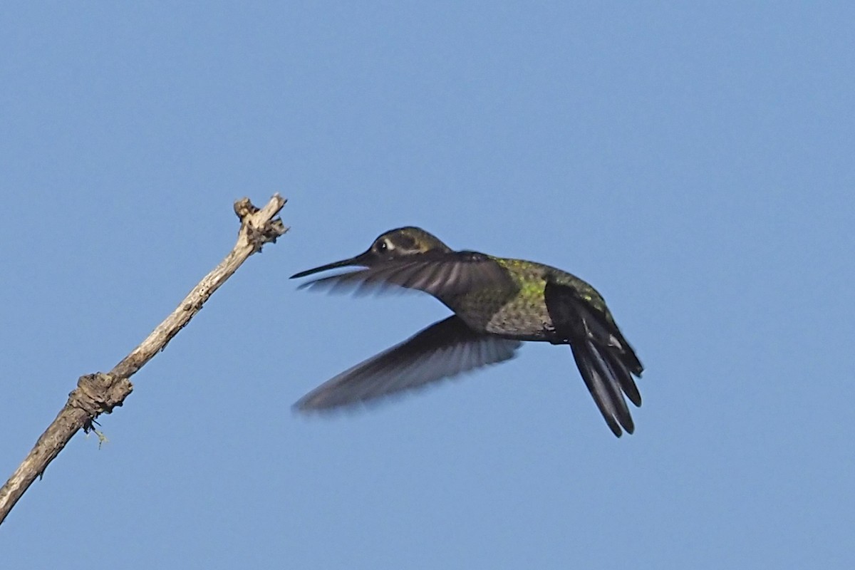 Anna's Hummingbird - ML392594291