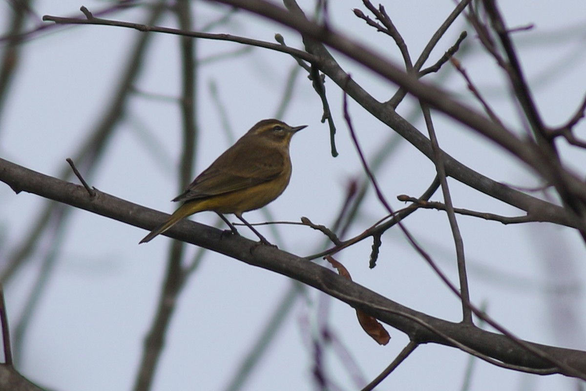 Palm Warbler - Baxter Beamer