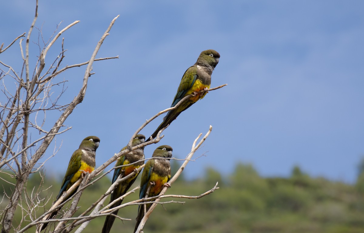 Patagonya Papağanı - ML392595781