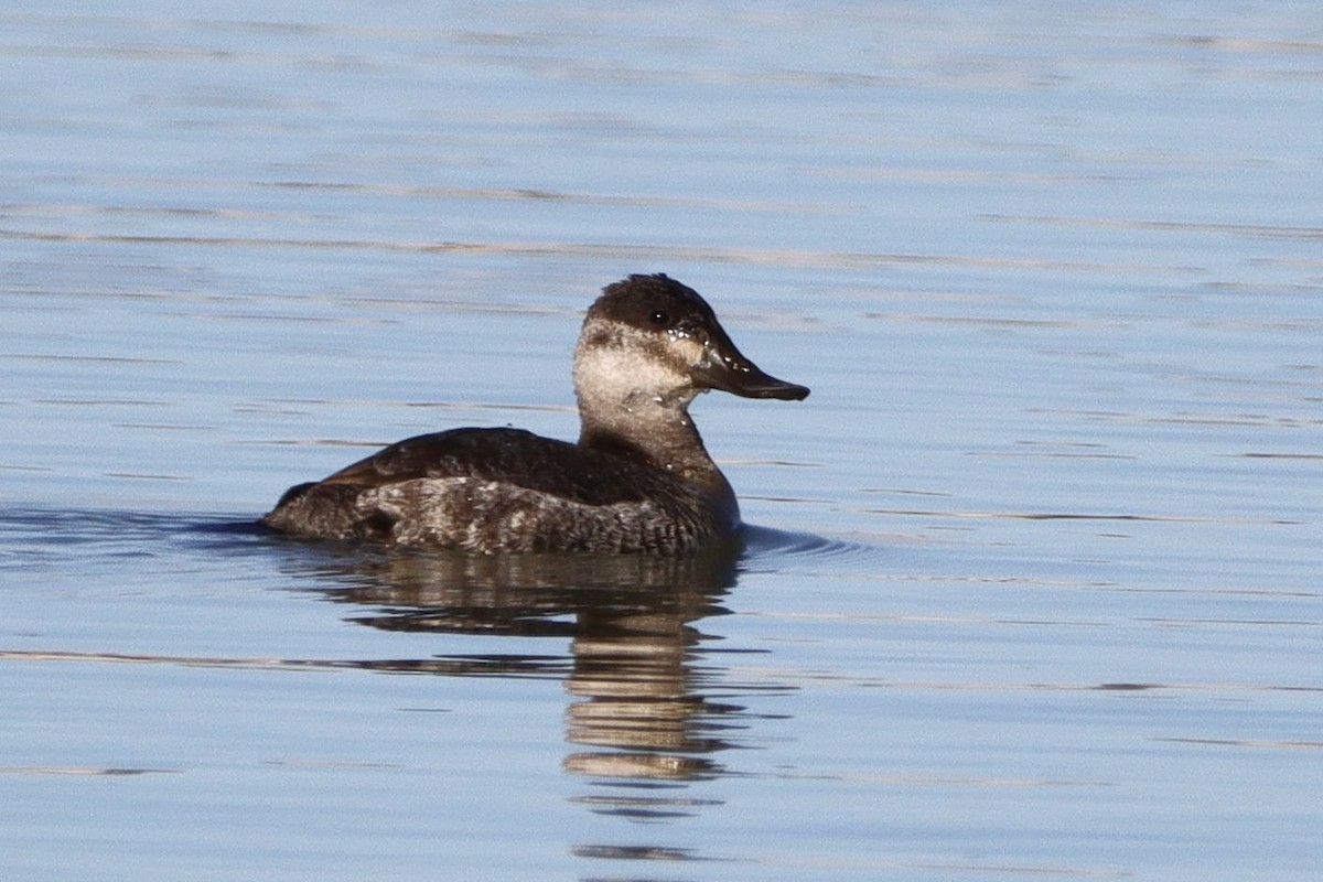 Ruddy Duck - ML392596891