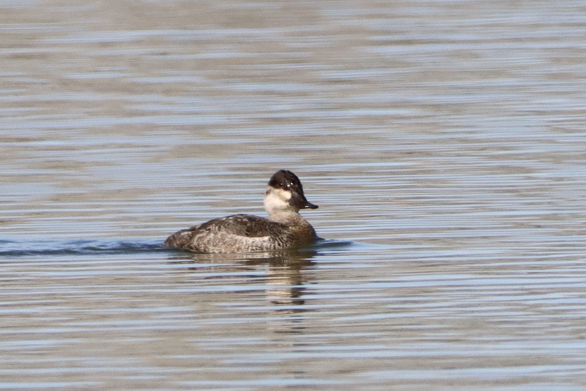 Ruddy Duck - ML392596911