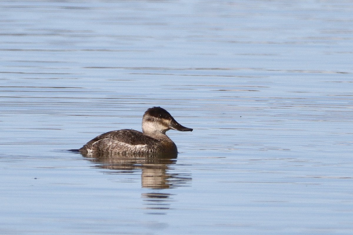 Ruddy Duck - ML392596921