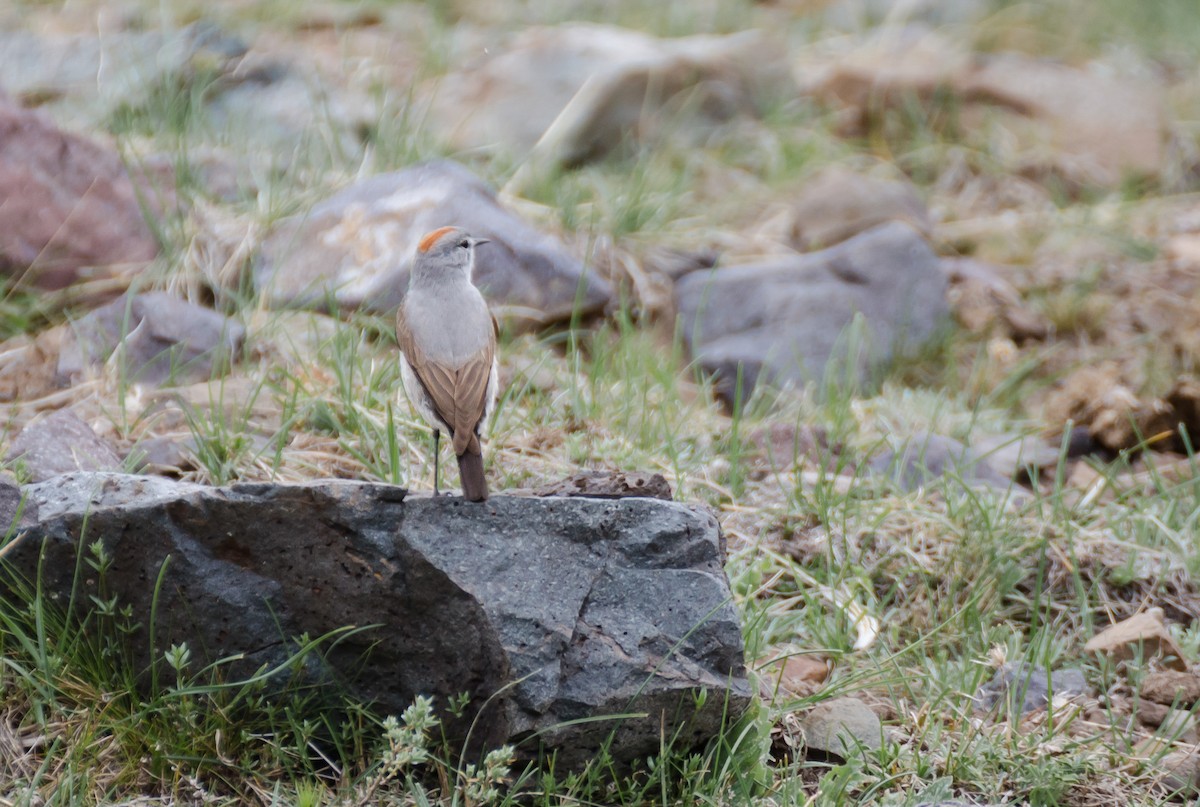 Rufous-naped Ground-Tyrant - ML392597731