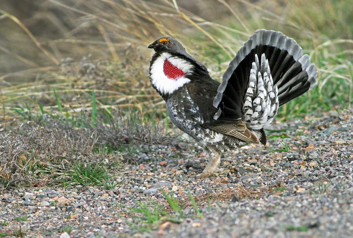Dusky Grouse - Andrew Spencer