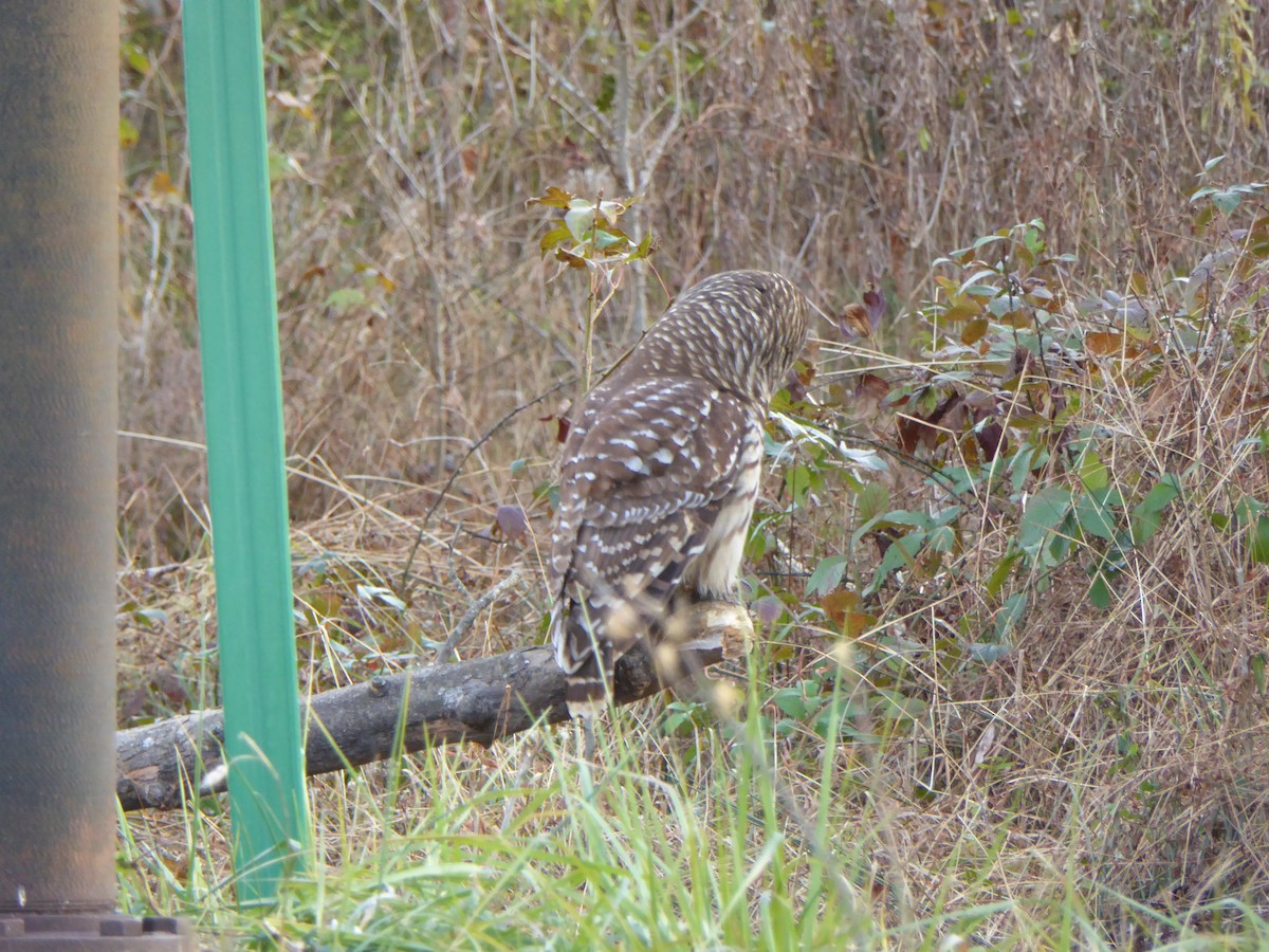 Barred Owl - ML392598241