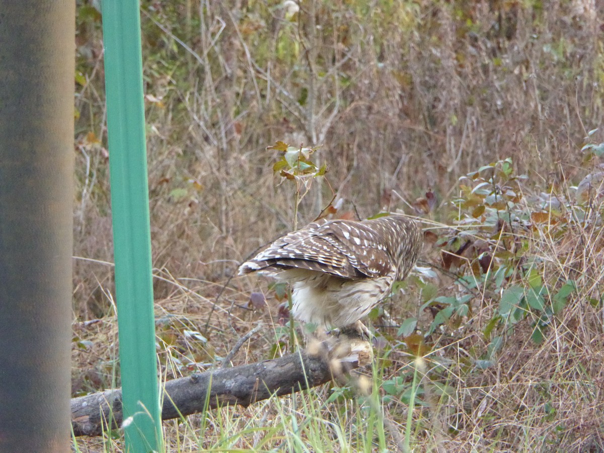 Barred Owl - ML392598251