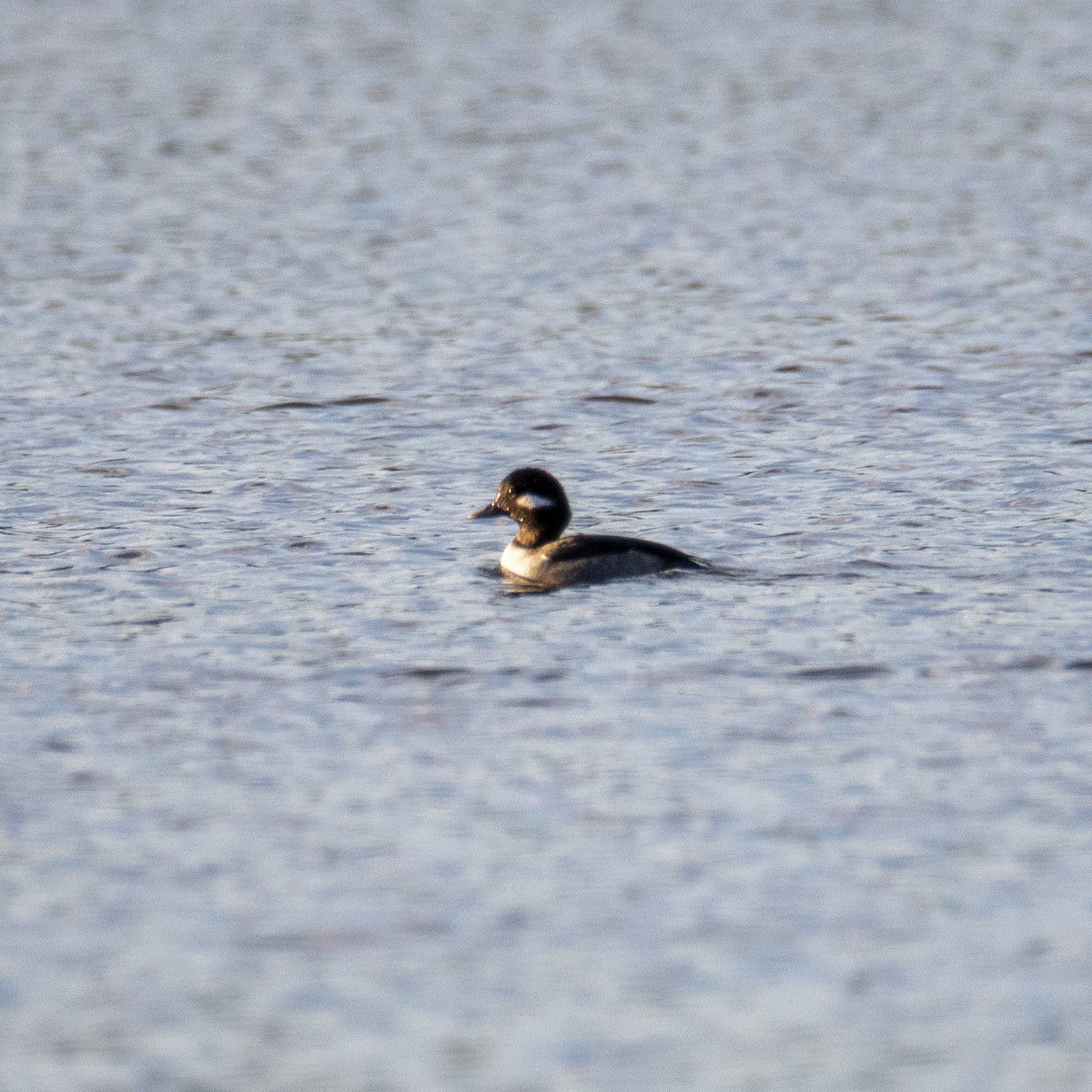 Bufflehead - ML392598391