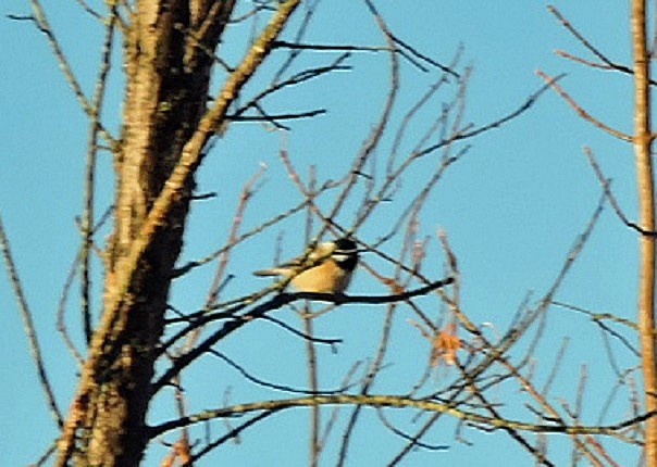 Black-capped Chickadee - Renee Lubert