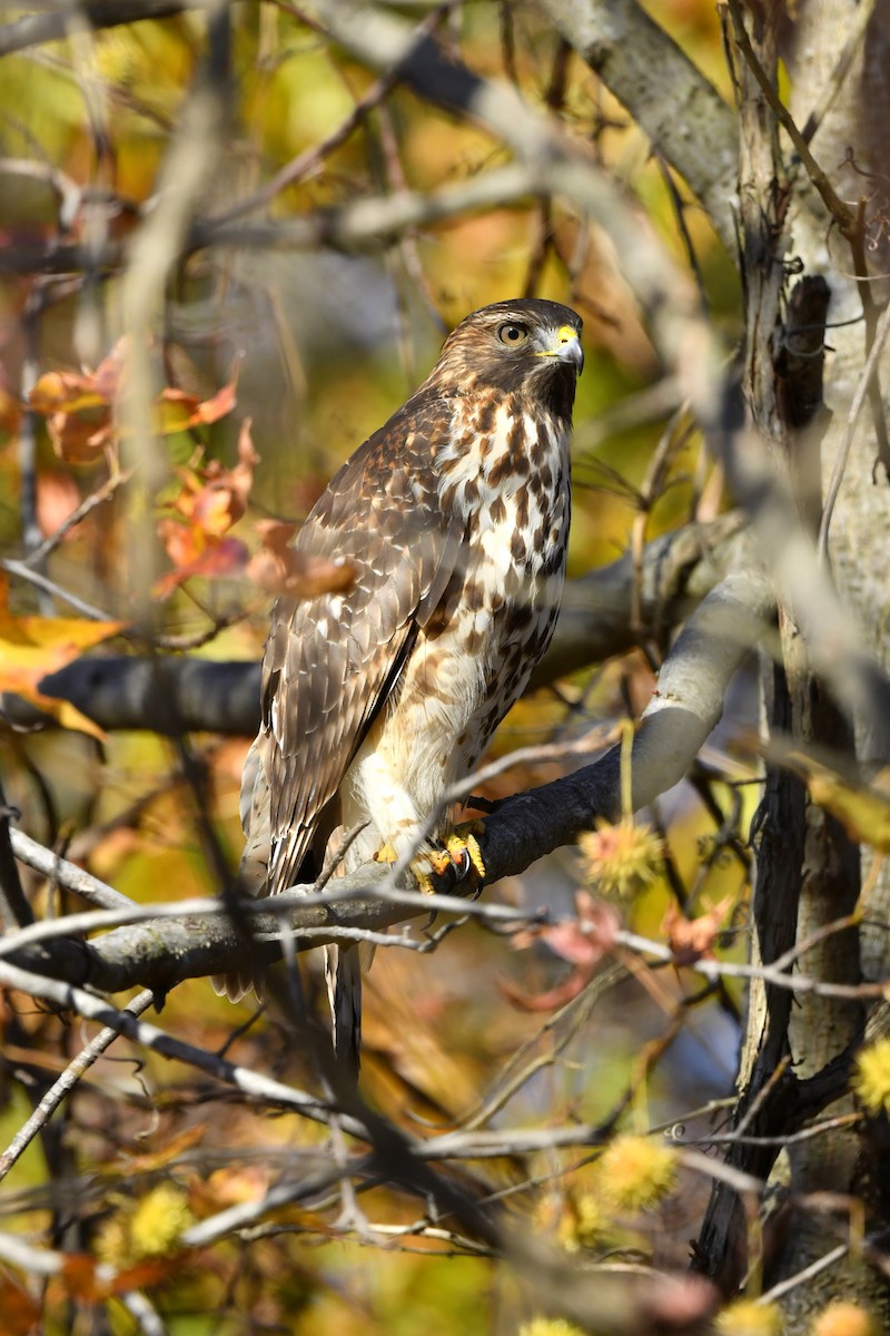 Rotschulterbussard - ML392599741