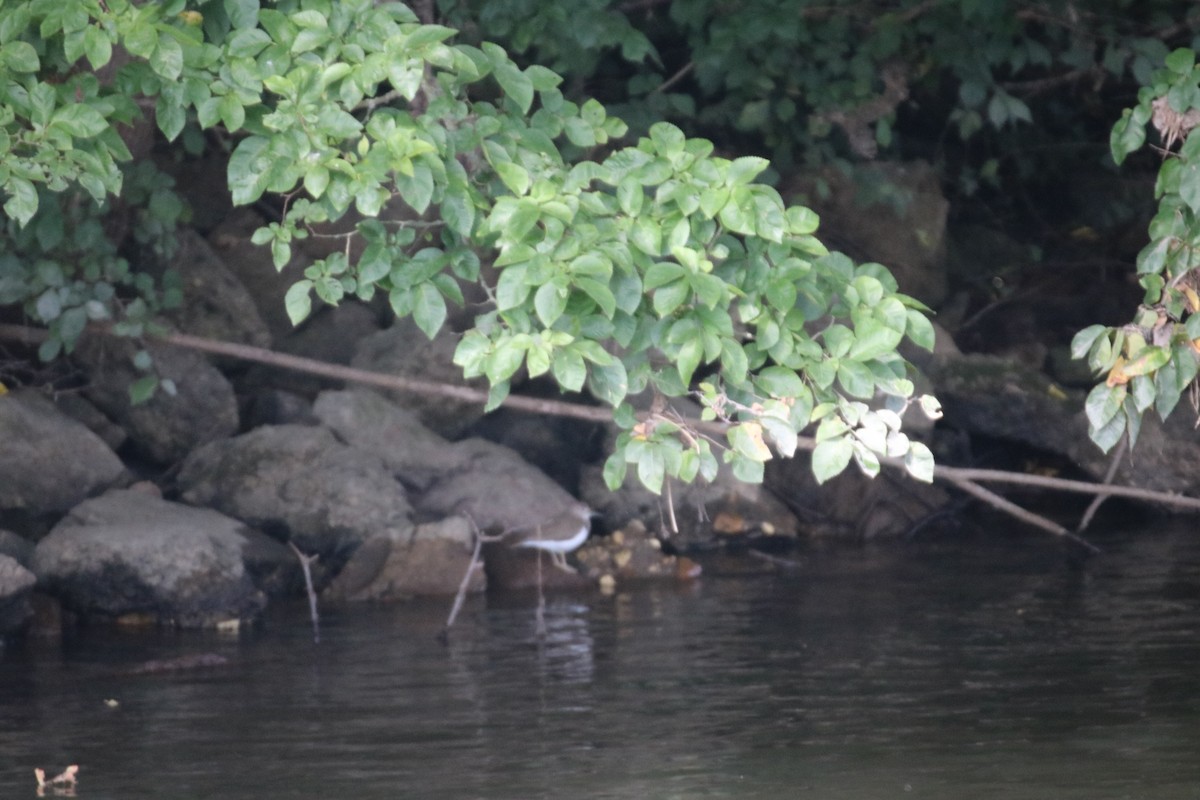 Common Sandpiper - ML392600001