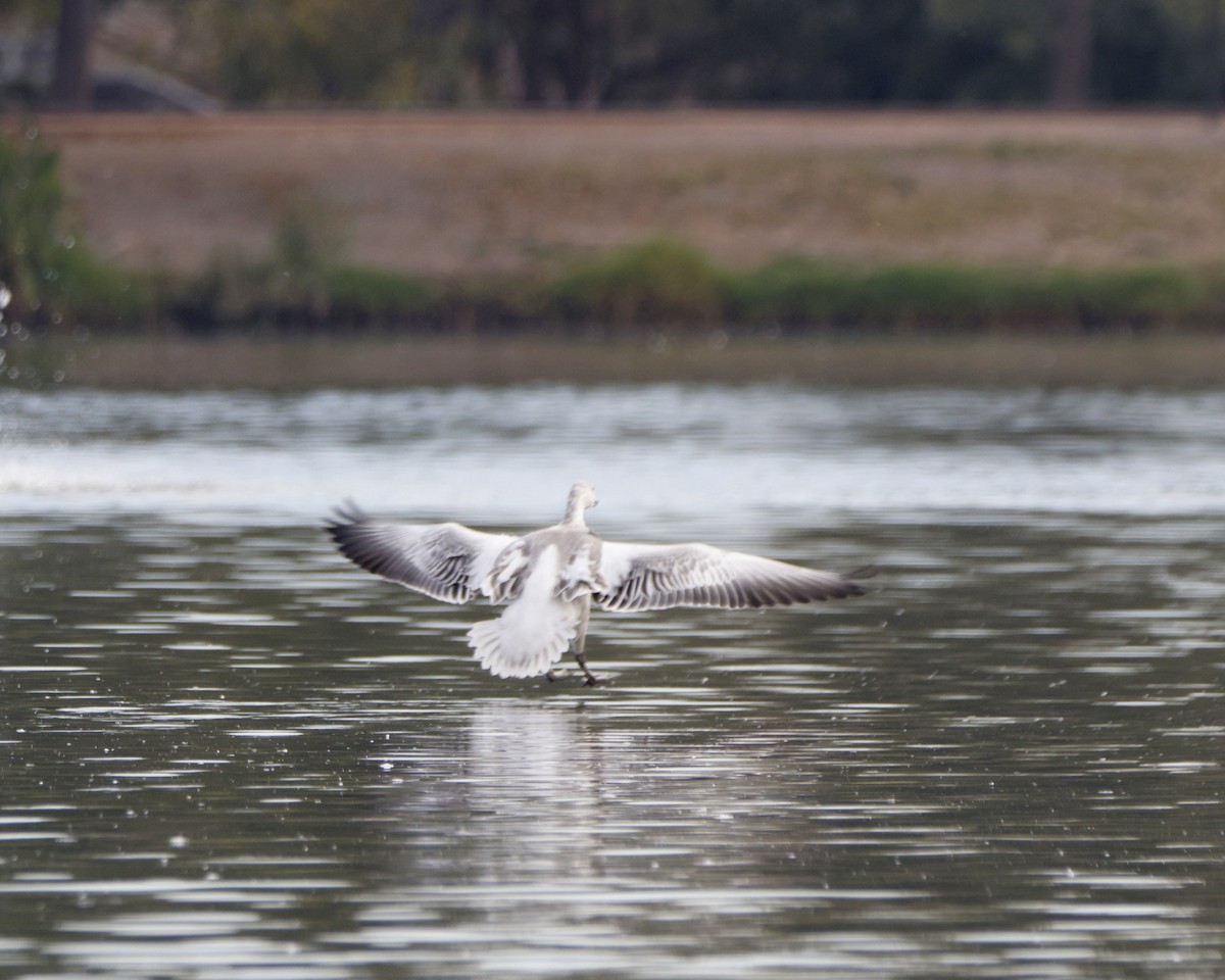 Snow Goose - ML392601291