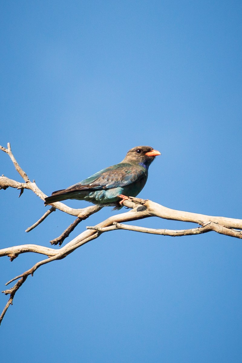 Dollarbird - ML392603031