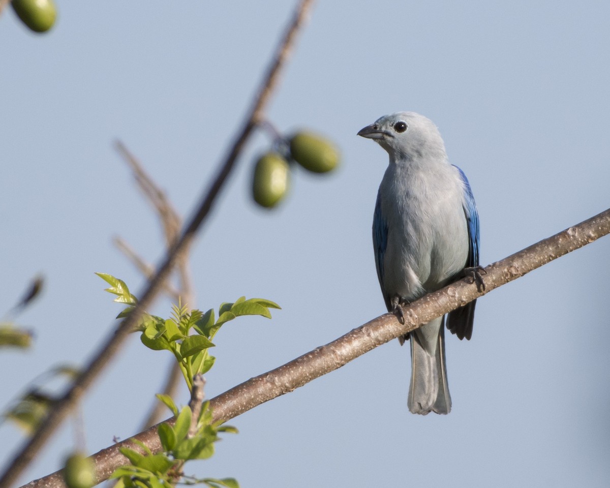 Blue-gray Tanager (Blue-gray) - Adriana Quintanilla