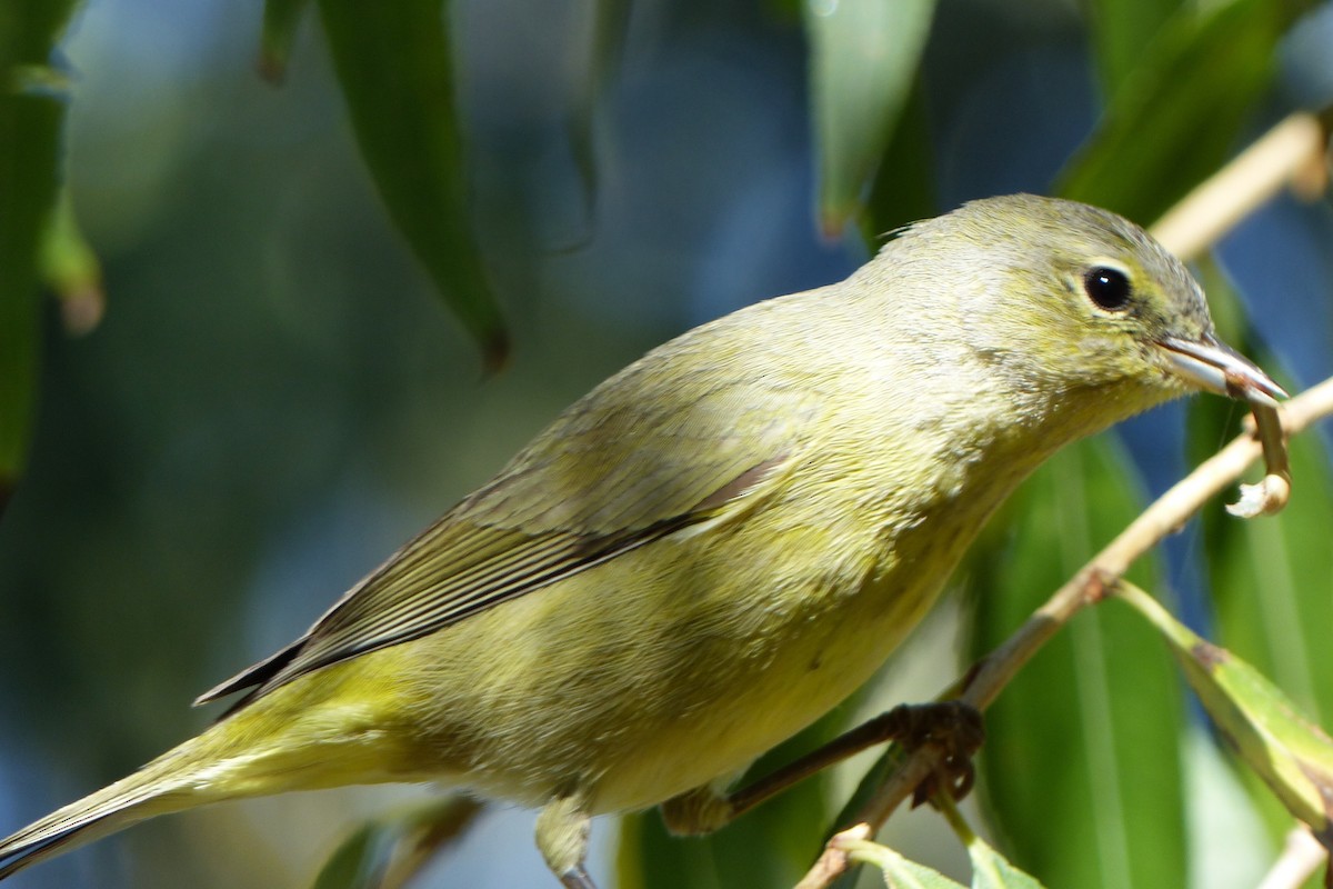 Orange-crowned Warbler - ML39260561