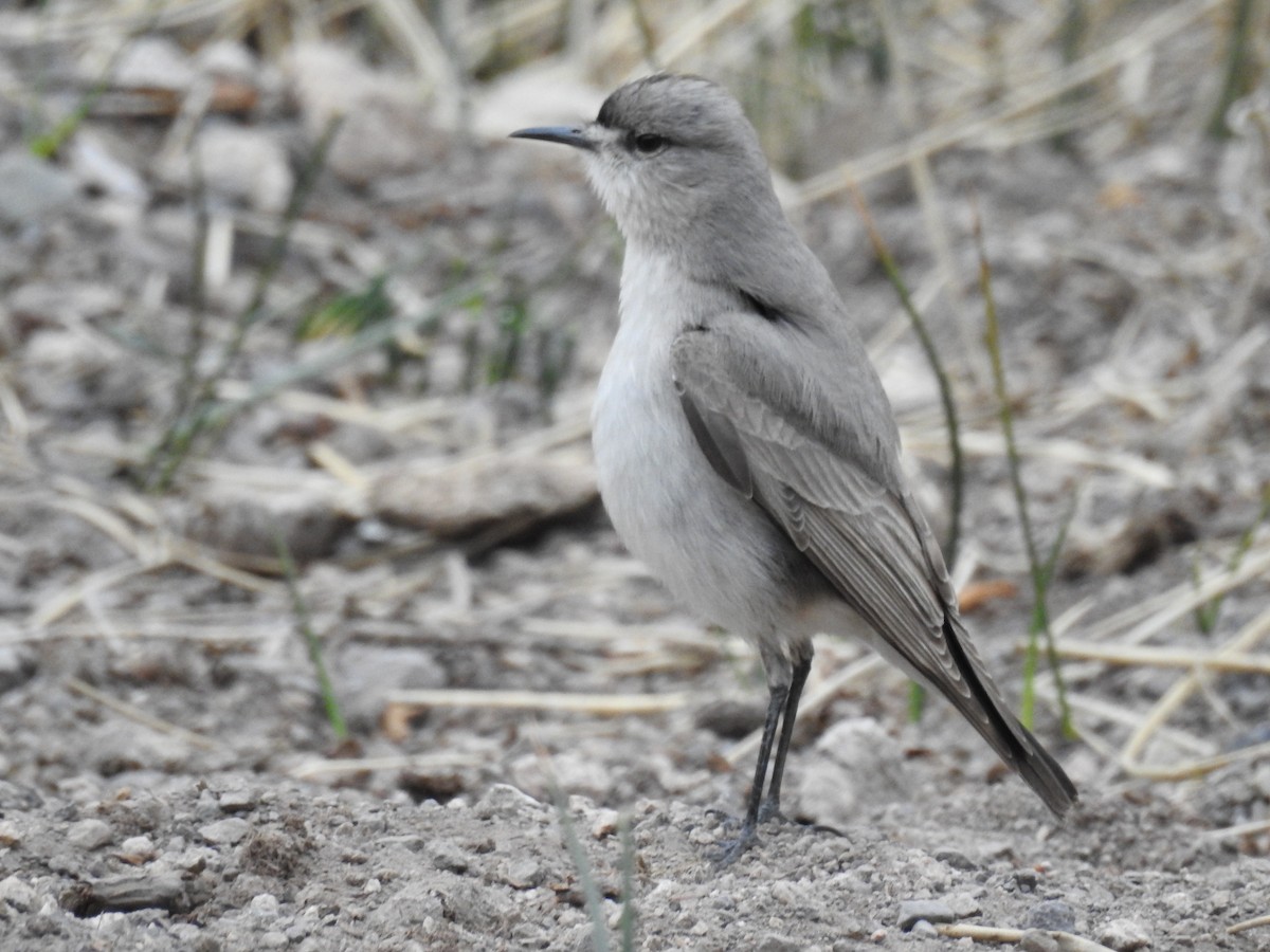 Black-fronted Ground-Tyrant - ML392606791