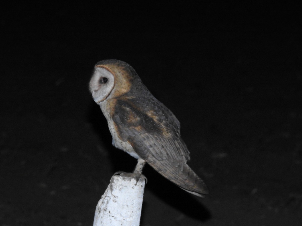 Barn Owl - ML392607501