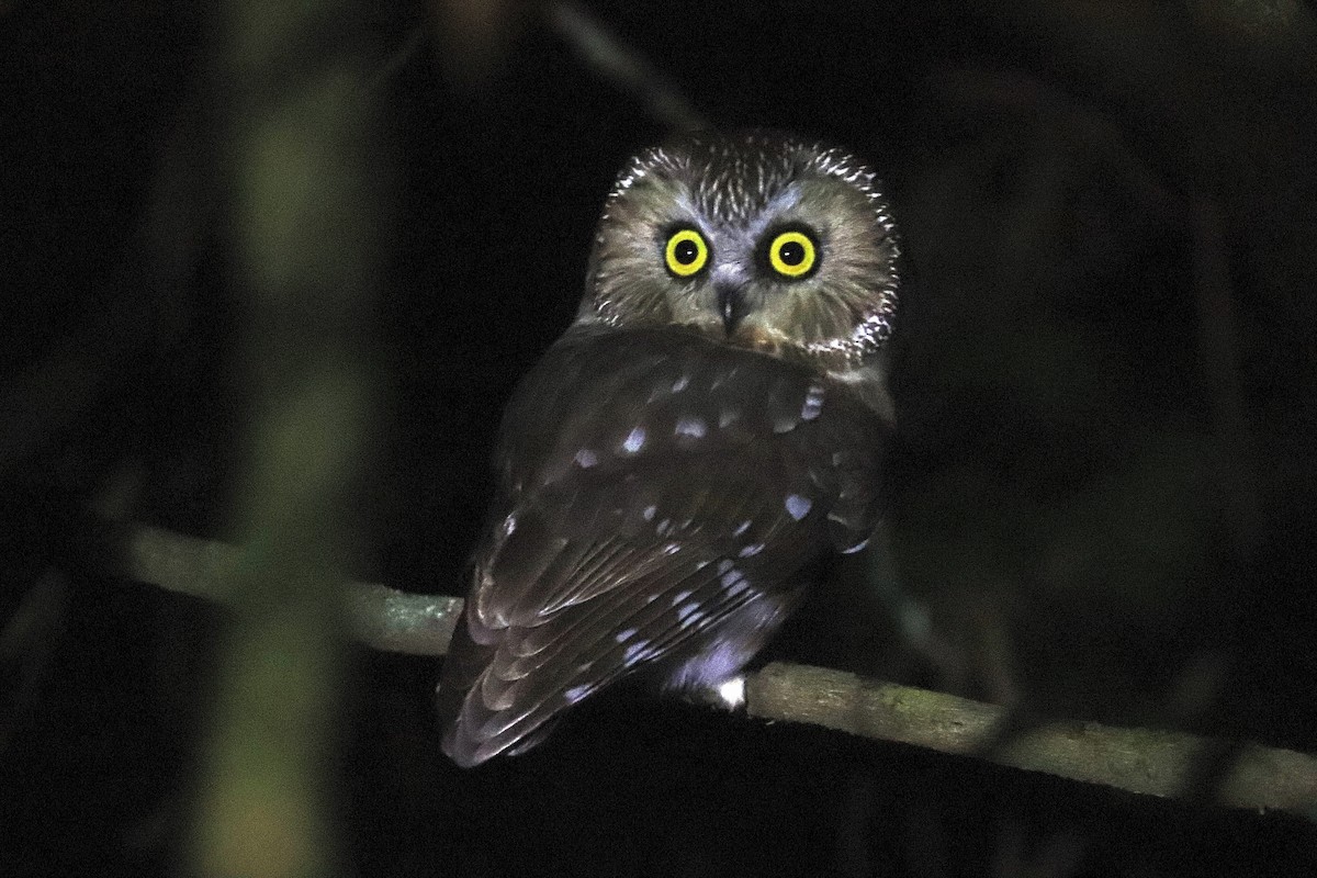 Northern Saw-whet Owl - Will Burgoyne