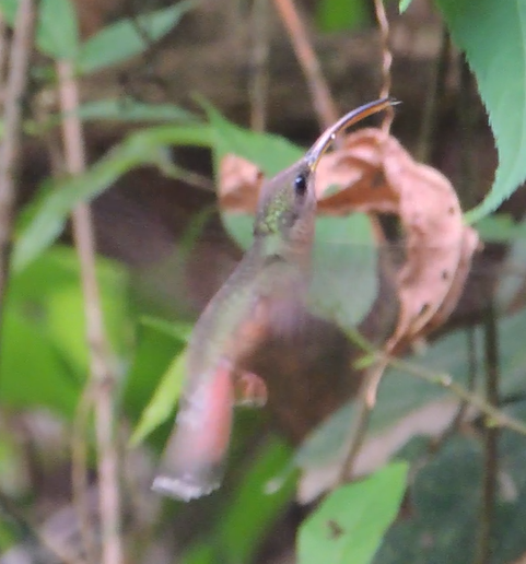 Rufous-breasted Hermit - ML392610311