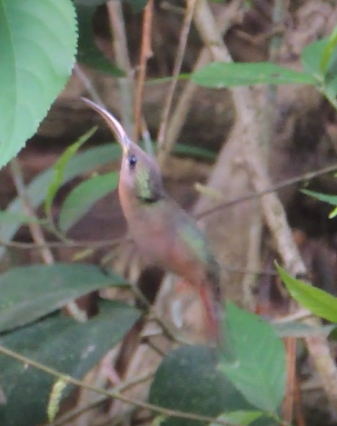 Rufous-breasted Hermit - ML392610331