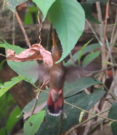 Rufous-breasted Hermit - ML392610341