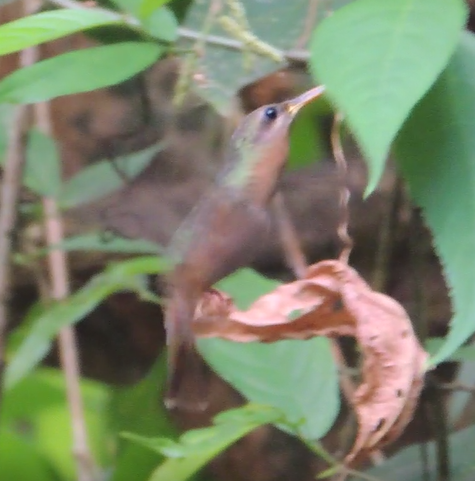 Rufous-breasted Hermit - ML392610351