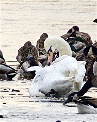 Mute Swan - ML392610621