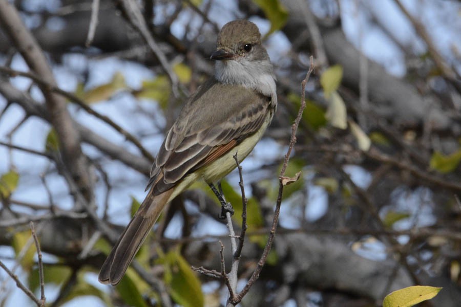 Ash-throated Flycatcher - Troy Hibbitts